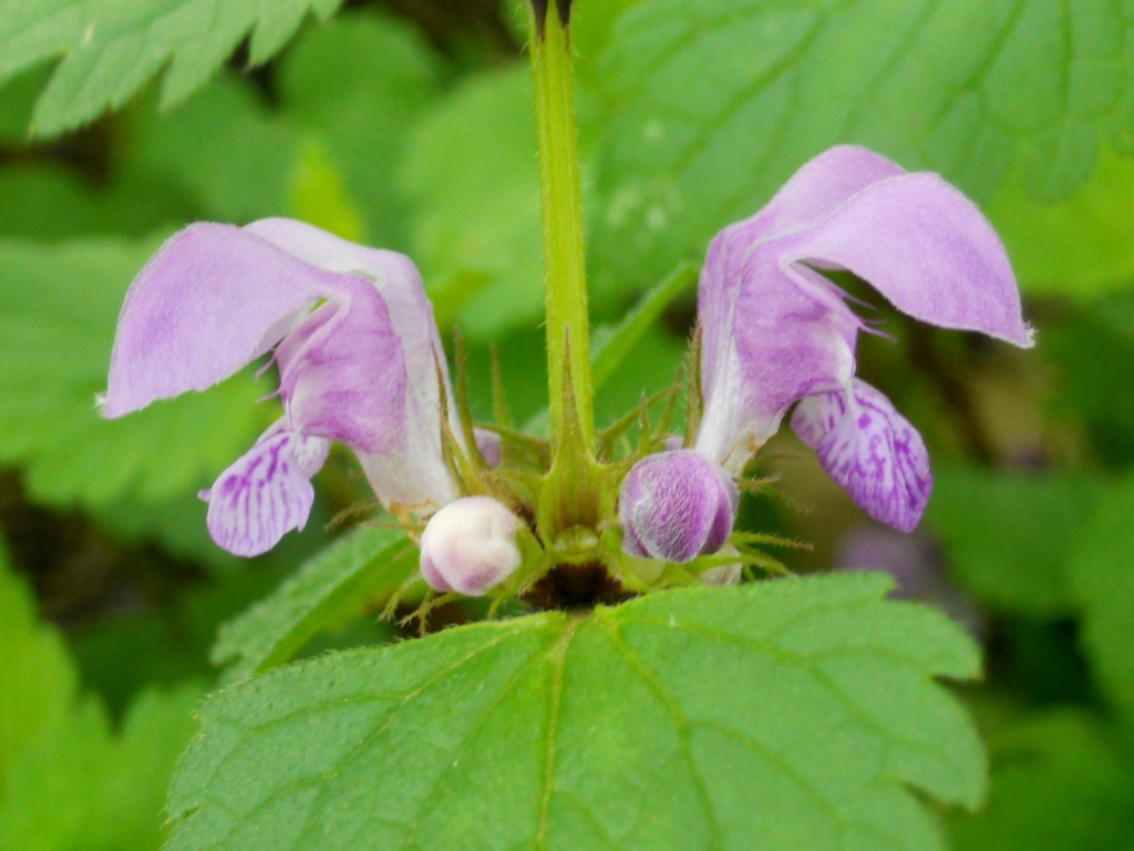 Lamium maculatum